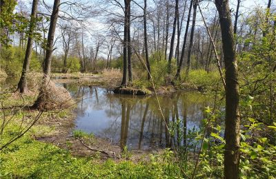 Historical park for sale Dębe Wielkie, Ruda, Mazovia, Image 8/24