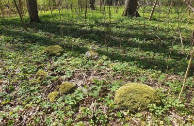 Historical park for sale Dębe Wielkie, Ruda, Mazovia, Image 10/24