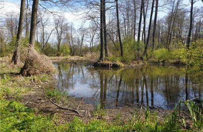 Historical park for sale Dębe Wielkie, Ruda, Mazovia, Image 9/24
