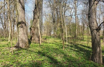 Historical park for sale Dębe Wielkie, Ruda, Mazovia, Image 12/24