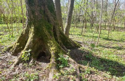 Historical park for sale Dębe Wielkie, Ruda, Mazovia, Image 18/24