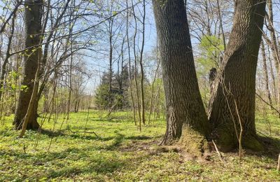 Historical park for sale Dębe Wielkie, Ruda, Mazovia, Image 19/24
