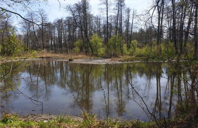 Historical park for sale Dębe Wielkie, Ruda, Mazovia, Image 20/24