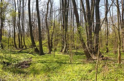 Historical park for sale Dębe Wielkie, Ruda, Mazovia, Image 21/24