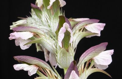 Castle for sale 91792 Ellingen, An der Vogtei 2, Bavaria, Akanthus