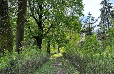 Castle for sale Gola, Greater Poland, Image 41/42