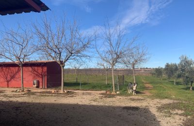 Country home for sale Almagro, Almagro, Castile-La Mancha, Propiedad con almendros
