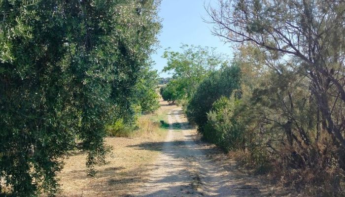 Historic property Offida, Marche