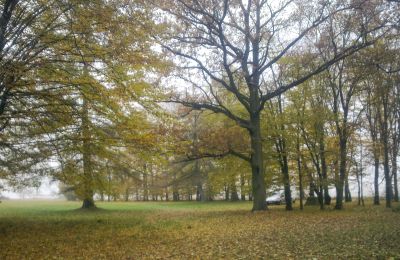 Historical park for sale Skorki, Mazovia,, Image 5/6