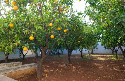 Country home for sale Ostuni, Strada Provinciale 21, Apulia, Image 30/33