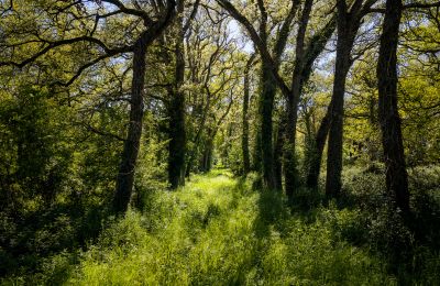 Castle for sale Thouars, New Aquitaine, Image 19/19