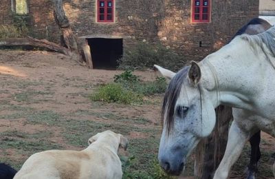 Manor house for sale Galicia, Image 13/48