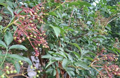 Manor house for sale Galicia, Image 37/48