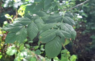 Manor house for sale Galicia, Image 40/48