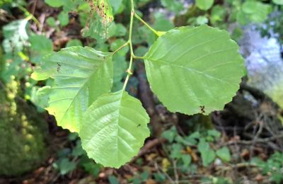 Manor house for sale Galicia, Image 41/48