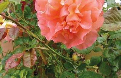 Medieval castle for sale Mecklenburg-West Pomerania, Image 81/97