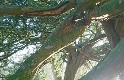 Medieval castle for sale Mecklenburg-West Pomerania, Image 58/97