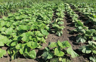 Medieval castle for sale Mecklenburg-West Pomerania, Image 60/97