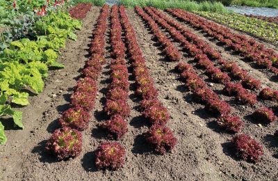 Medieval castle for sale Mecklenburg-West Pomerania, Image 59/97