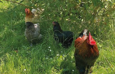 Medieval castle for sale Mecklenburg-West Pomerania, Image 73/97