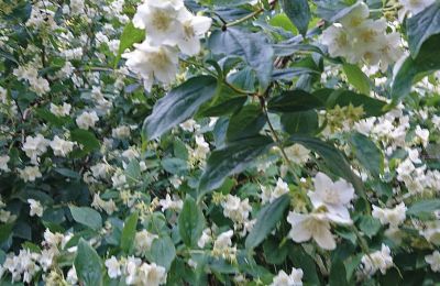 Medieval castle for sale Mecklenburg-West Pomerania, Image 72/97