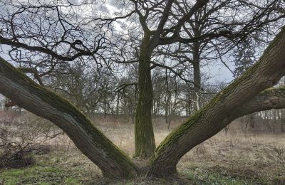Manor house for sale Bolkowice, Dwór w Bolkowicach, West Pomerania, Palace Garden