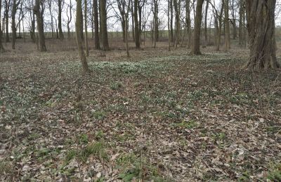 Manor house for sale Bolkowice, Dwór w Bolkowicach, West Pomerania, Property