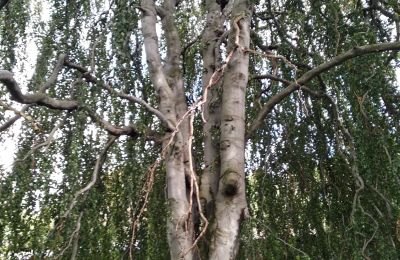 Castle for sale Kostrzyna, Kostrzyna 38, Lower Silesia, Image 13/19