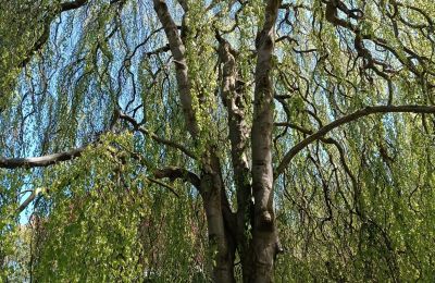 Castle for sale Kostrzyna, Kostrzyna 38, Lower Silesia, Image 14/19