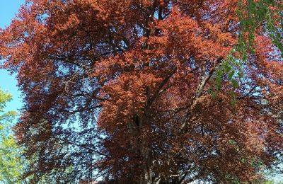 Castle for sale Kostrzyna, Kostrzyna 38, Lower Silesia, Image 15/19