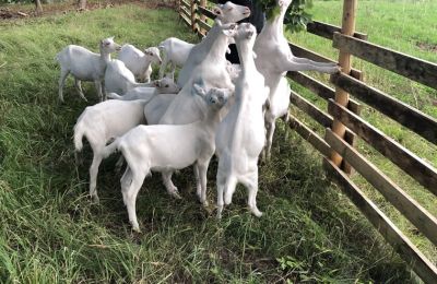 Herregård til salg Vandzene, Kurzeme, Billede 5/7