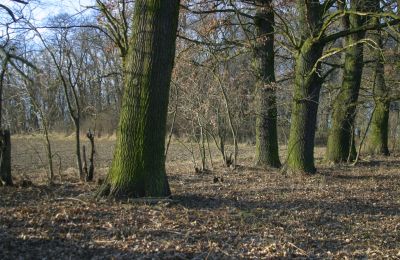 Manor house for sale Rogów Wołowski, Lower Silesia, Image 13/25