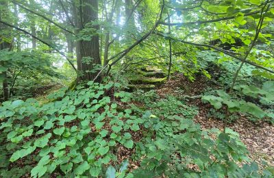 Period mansion for sale Staniszów, Lower Silesia, Image 28/38