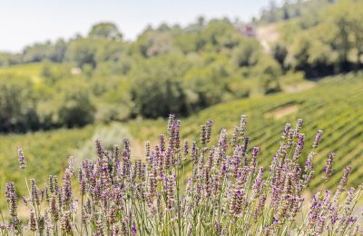 Country property for sale Montecatini Val di Cecina, Tuscany, Image 40/50